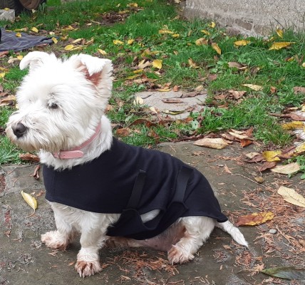 Westie store dog coats